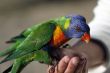 Rainbow lorikeet