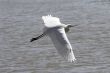 Ibis in flight