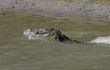 salt water crocodile