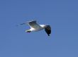 seagull in flight