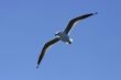 seagull in flight