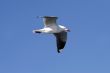 seagull in flight