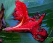 garden flower