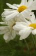 Blooming White Daisy Flower