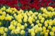 Yellow Tulip Flowers in Bloom