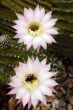 Cactus Echinopsis oxygona