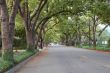 Canopy of Trees lining the road