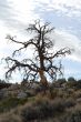 Isolated Dry Tree during fall