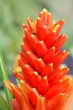 Orange Flower in bloom