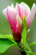 Chinese Magnolia Flower