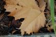 Dried Maple Leaf in Fall