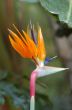 Bird Of Paradise Flower