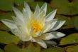 White Water Lily Flower Isolated