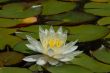 White Water Lily and Leaves