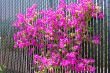 Blooming Bougainvillea