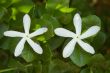 Couple of White Flowers