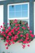 Red Flowers on Window