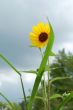 Yellow Sunflower in Bloom