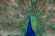 peacock dance closeup