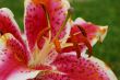 Blooming Amaryllis Flower and Pollen