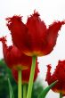 Red Tulip Flower in Bloom