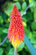 Kniphofia northiae Flower