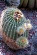 Cactus Notocactus Claviceps