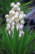 Yucca baccata Flower