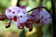 Orchid Flower Phalaenopsis schilleriana