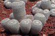 Cactus Mammillaria Geminispina