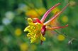 Aquilegia chrysantha Flower