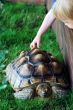 Child and Turtle