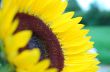 Yellow Sunflower in Bloom