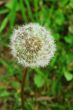 Dandelion Flower Seed Head