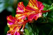 Red and yellow bellflowers