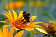 Bumble-bee on a daisy