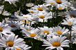 White daisies