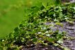 Green creeping ivy