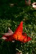 Red leaf