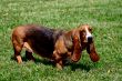 Dachshund on the grass