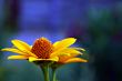 Yellow flower closeup