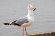 Herring Seagull