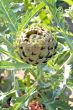 Growing Artichoke