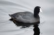 White Fronted Goose