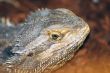 desert spiny lizard