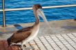 Pelican Bird