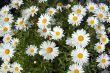 White Daisy Flowers