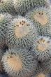 Cactus plants