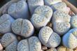 Lithops