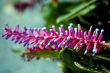 Comb Flower